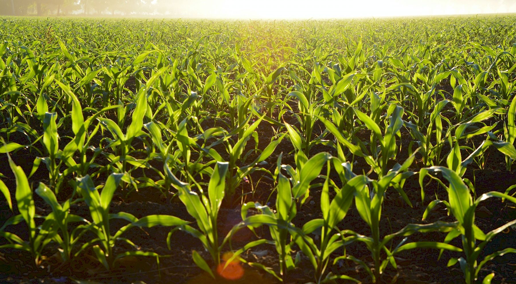A vast green cornfield with young plants growing from dark soil under warm morning sunlight.