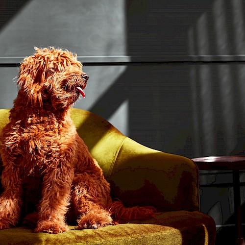 The Scarlet Hotel, Lincoln, a Tribute Portfolio Hotel