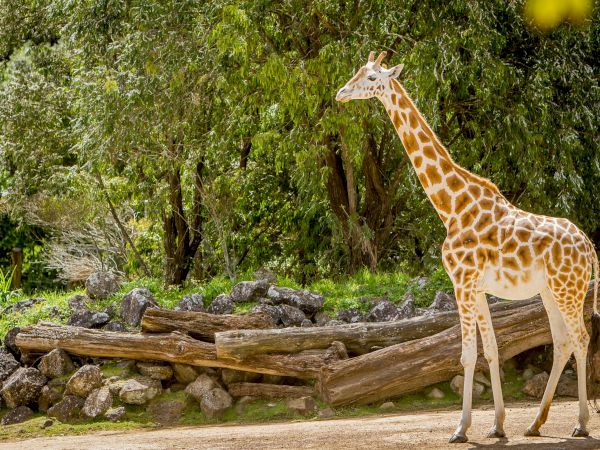 A giraffe with a patterned coat stands in a sunny zoo-like habitat beside rocks and logs, surrounded by green trees and plants.